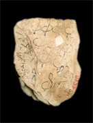 Ostracon portant des signes coptes sur les deux côtés